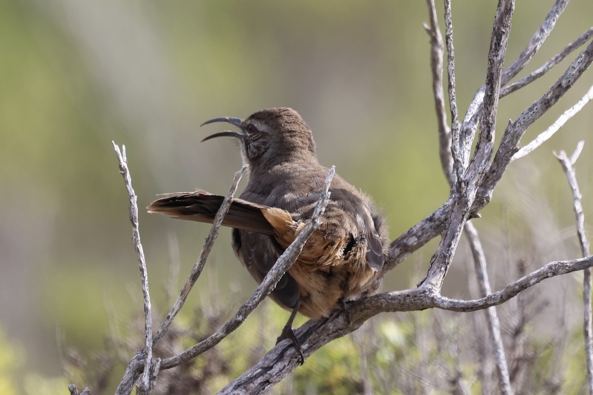 California Thrasher - ML644117597