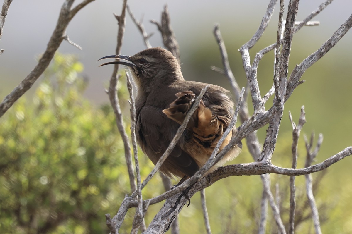 California Thrasher - ML644117599