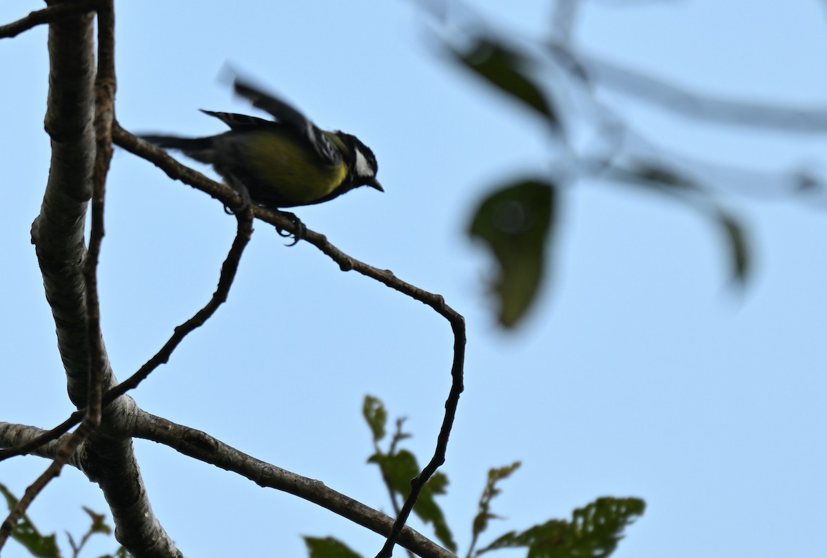 Bergkohlmeise - ML644117603