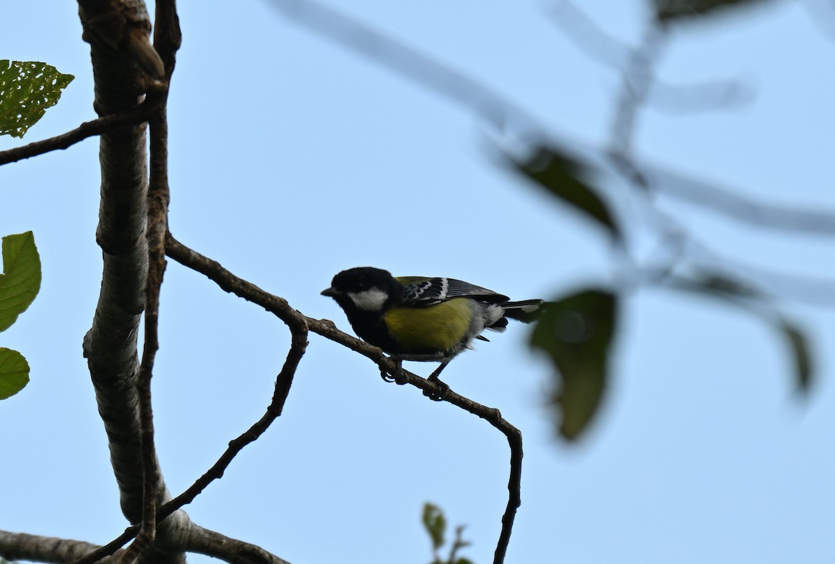 Bergkohlmeise - ML644117604