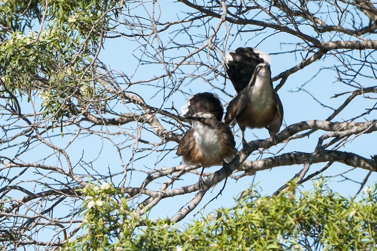 Gray-crowned Babbler - ML644117606
