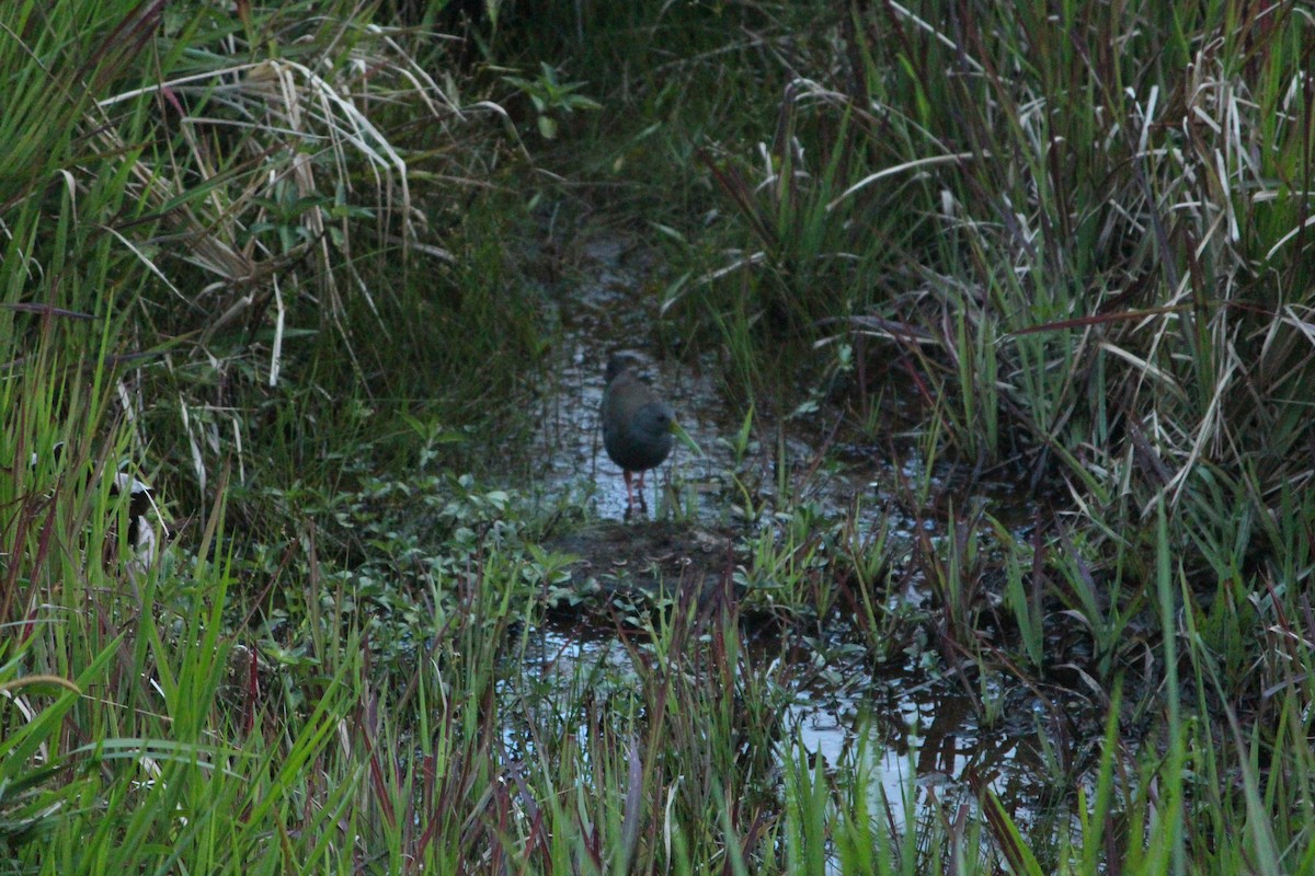 キタハイイロクイナ - ML644117617