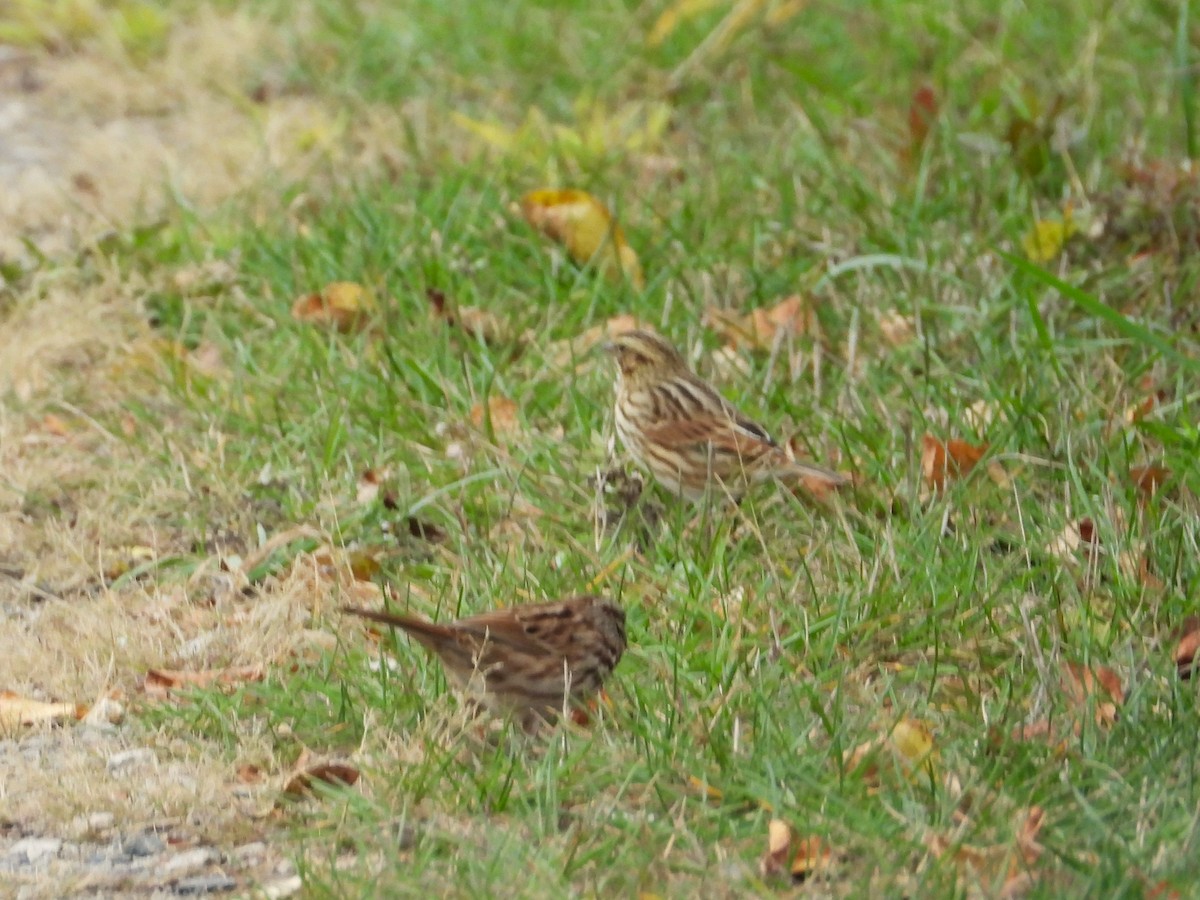 Savannah Sparrow - ML644117644