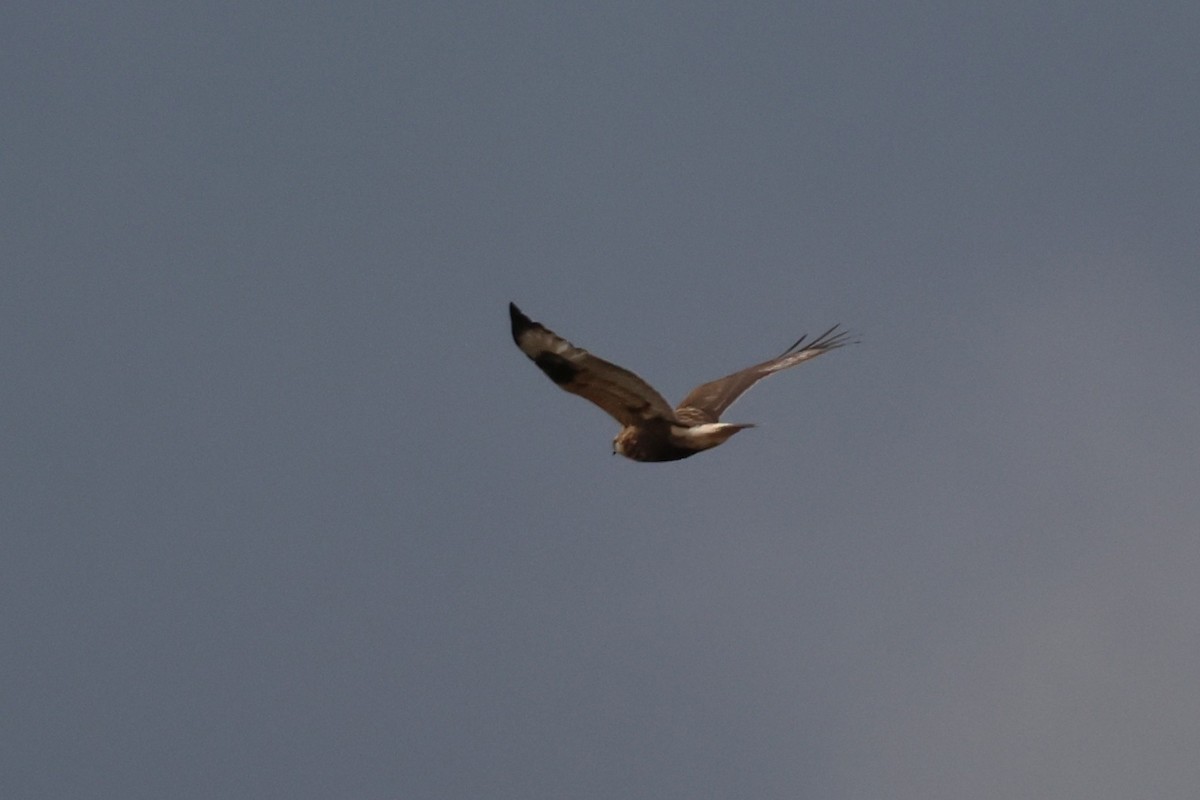 Тарлан сар - ML644117656