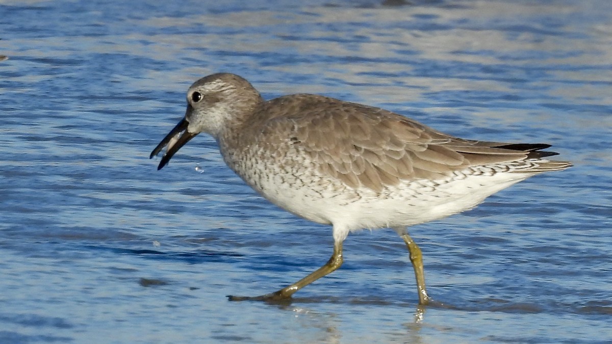 Red Knot - ML644117658