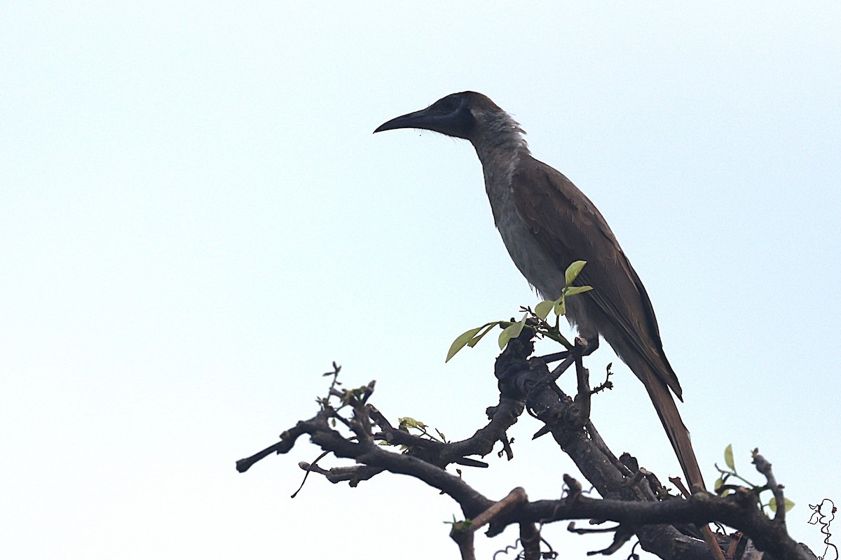 hjelmmunkefugl - ML644117668