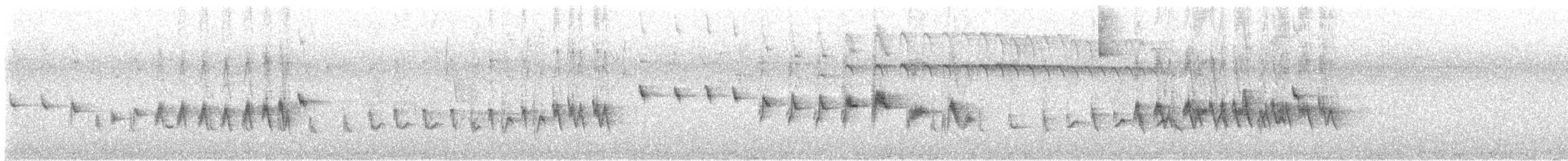Двухполосый певун - ML644117670
