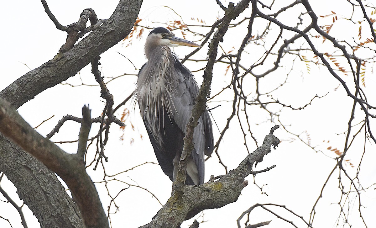 Great Blue Heron (Great Blue) - ML644117673
