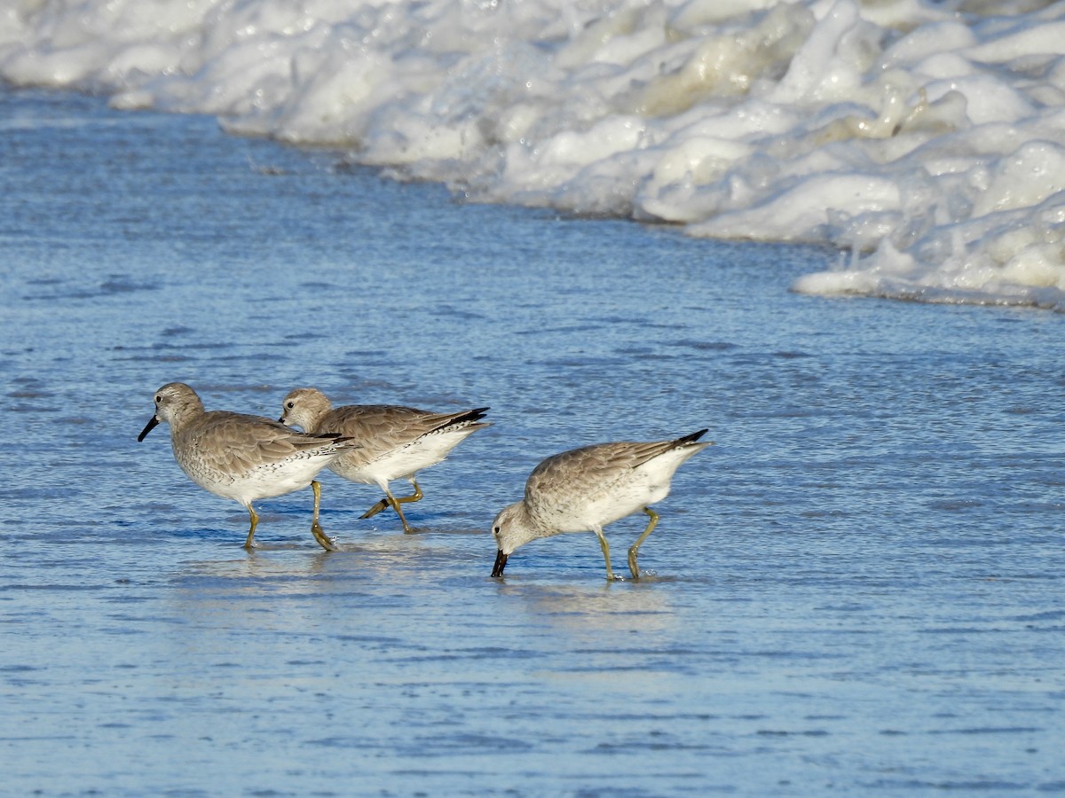 Red Knot - ML644117687