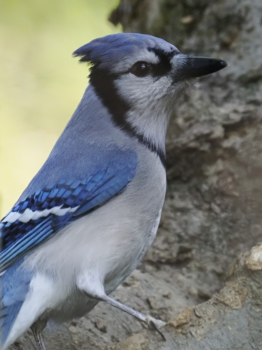 Blue Jay - ML644117693