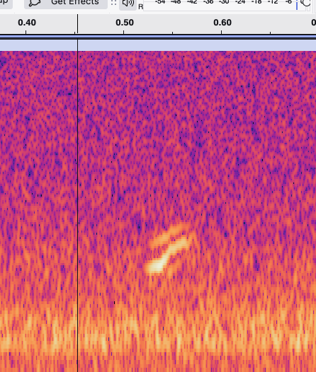 passerine sp. - ML644117694