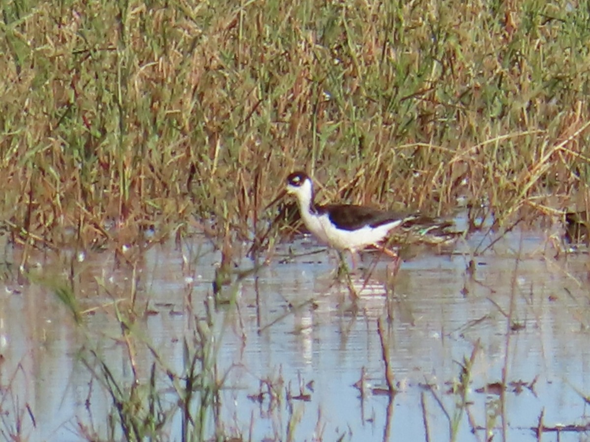 Black-necked Stilt - ML644117696