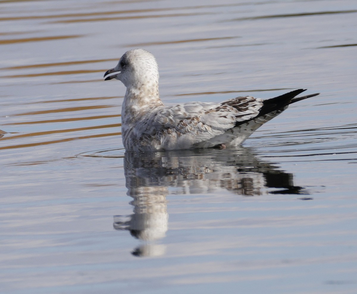 Ring-billed Gull - ML644117697