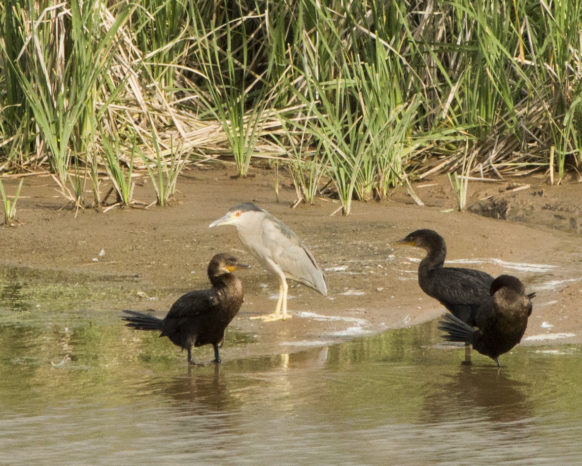 Black-crowned Night Heron - ML644117700