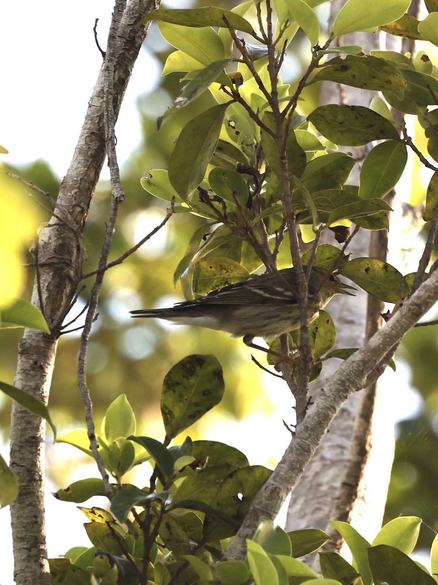 Blackpoll Warbler - ML644117706