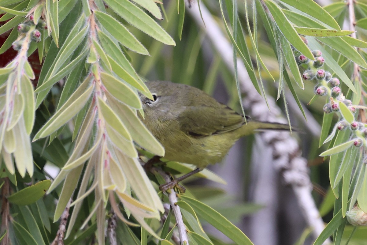 Reinita Coroninaranja (celata/orestera) - ML644117720