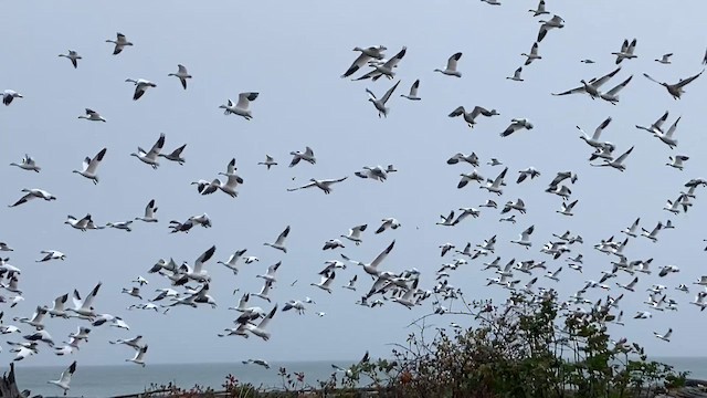 Snow Goose - ML644117724