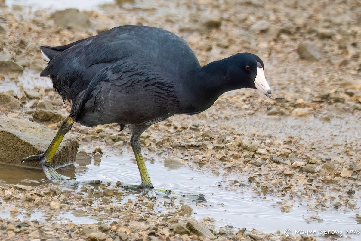 American Coot - ML644117725