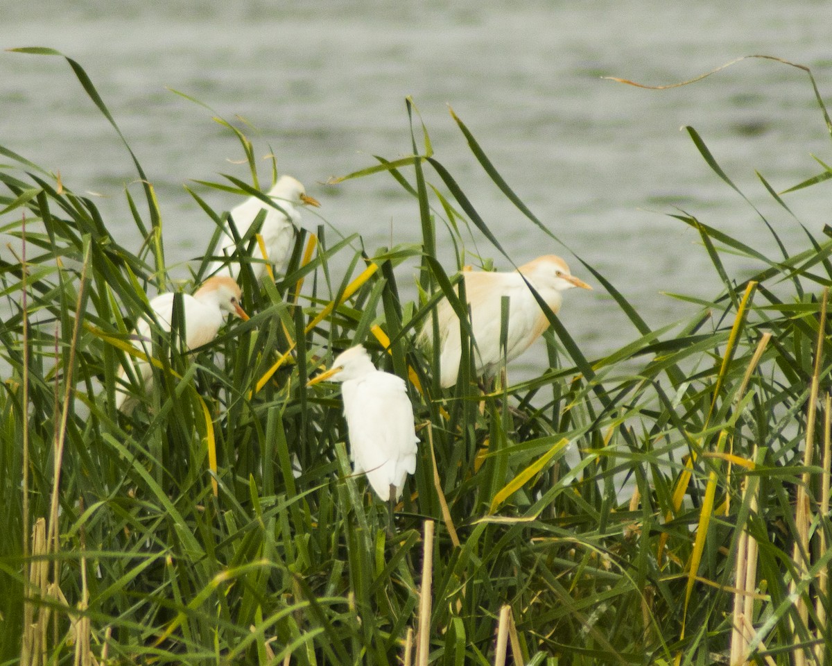 Western Cattle-Egret - ML644117726