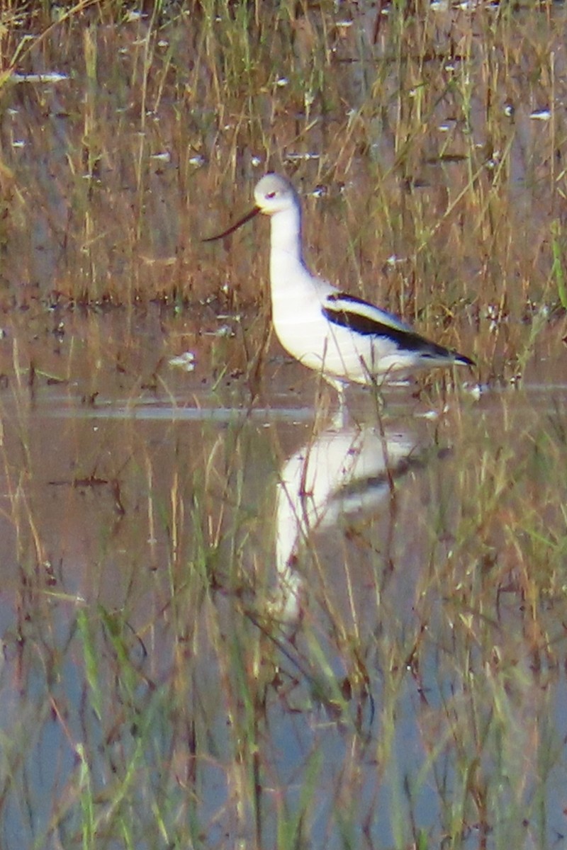 American Avocet - ML644117730