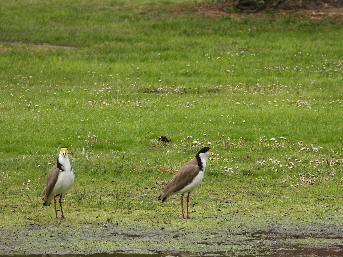 Masked Lapwing (Black-shouldered) - ML644117734