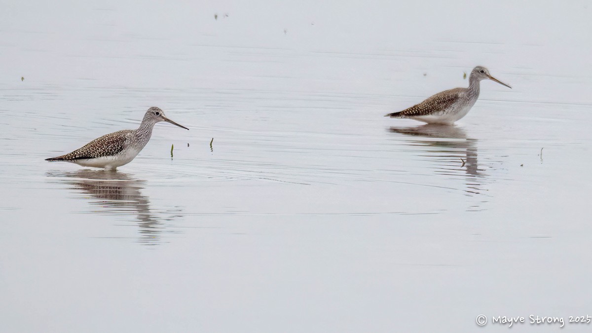 Greater Yellowlegs - ML644117746