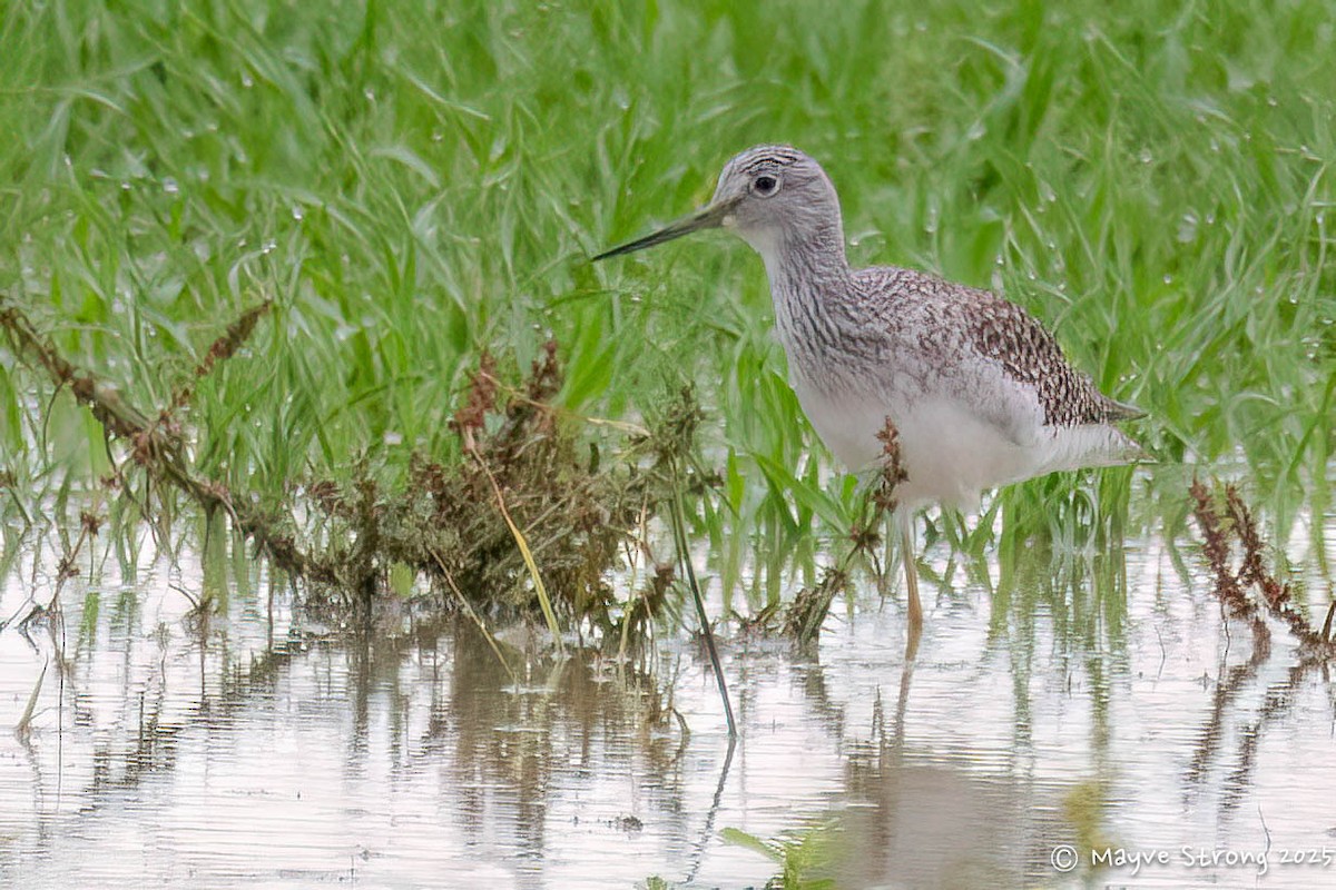 Greater Yellowlegs - ML644117747