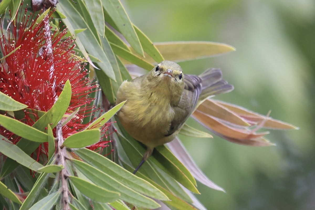 Reinita Coroninaranja (lutescens) - ML644117748