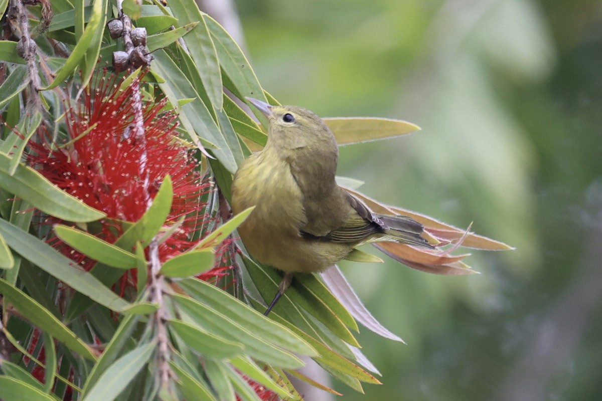 Reinita Coroninaranja (lutescens) - ML644117751