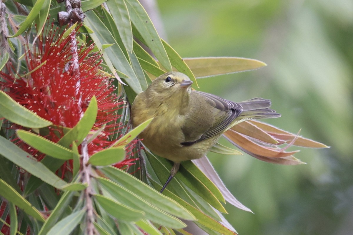 Reinita Coroninaranja (lutescens) - ML644117752
