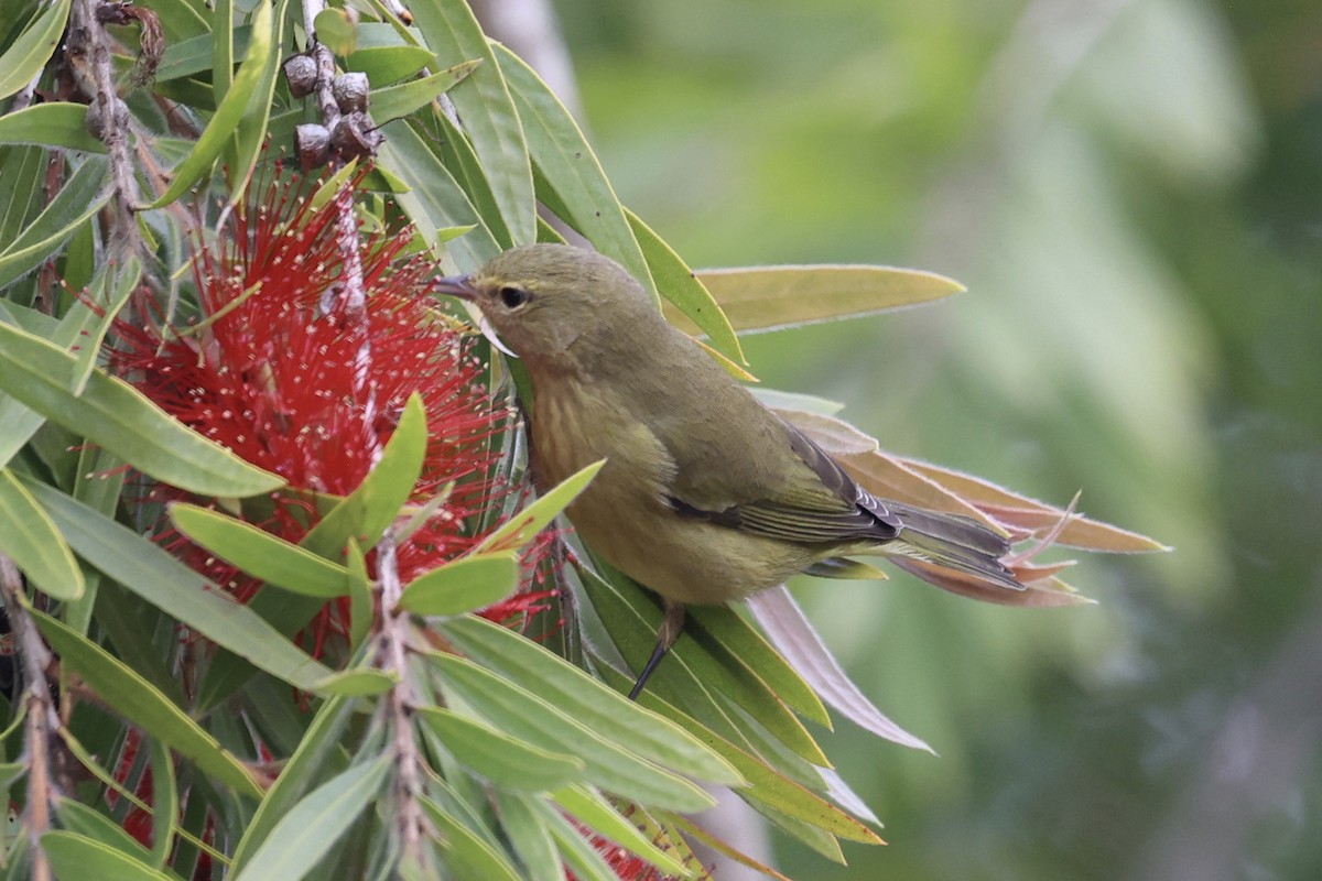 Reinita Coroninaranja (lutescens) - ML644117754