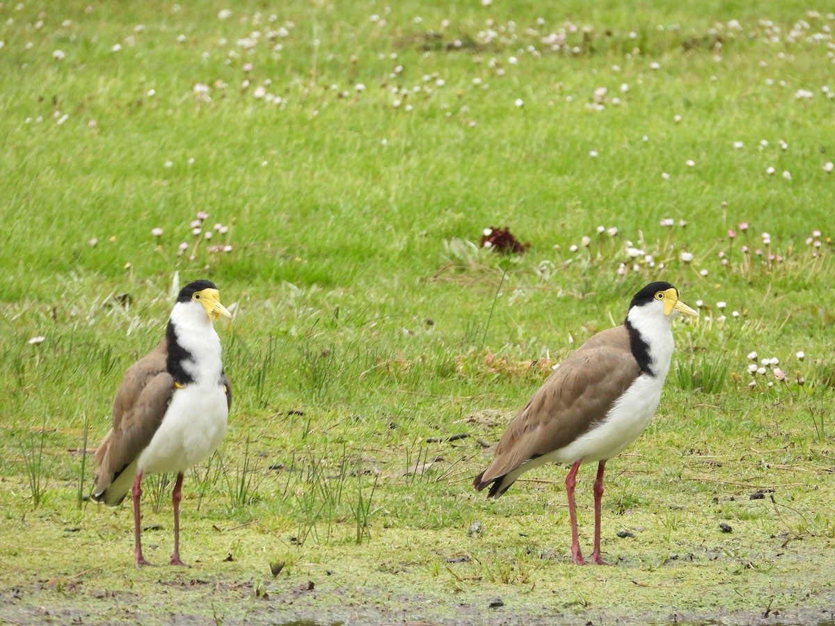 Masked Lapwing (Black-shouldered) - ML644117755
