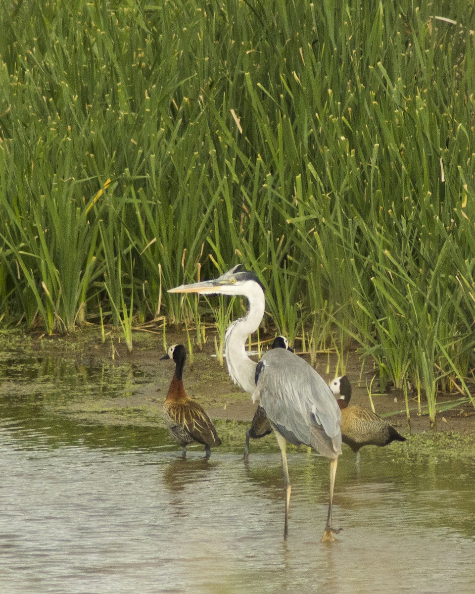 Cocoi Heron - ML644117756