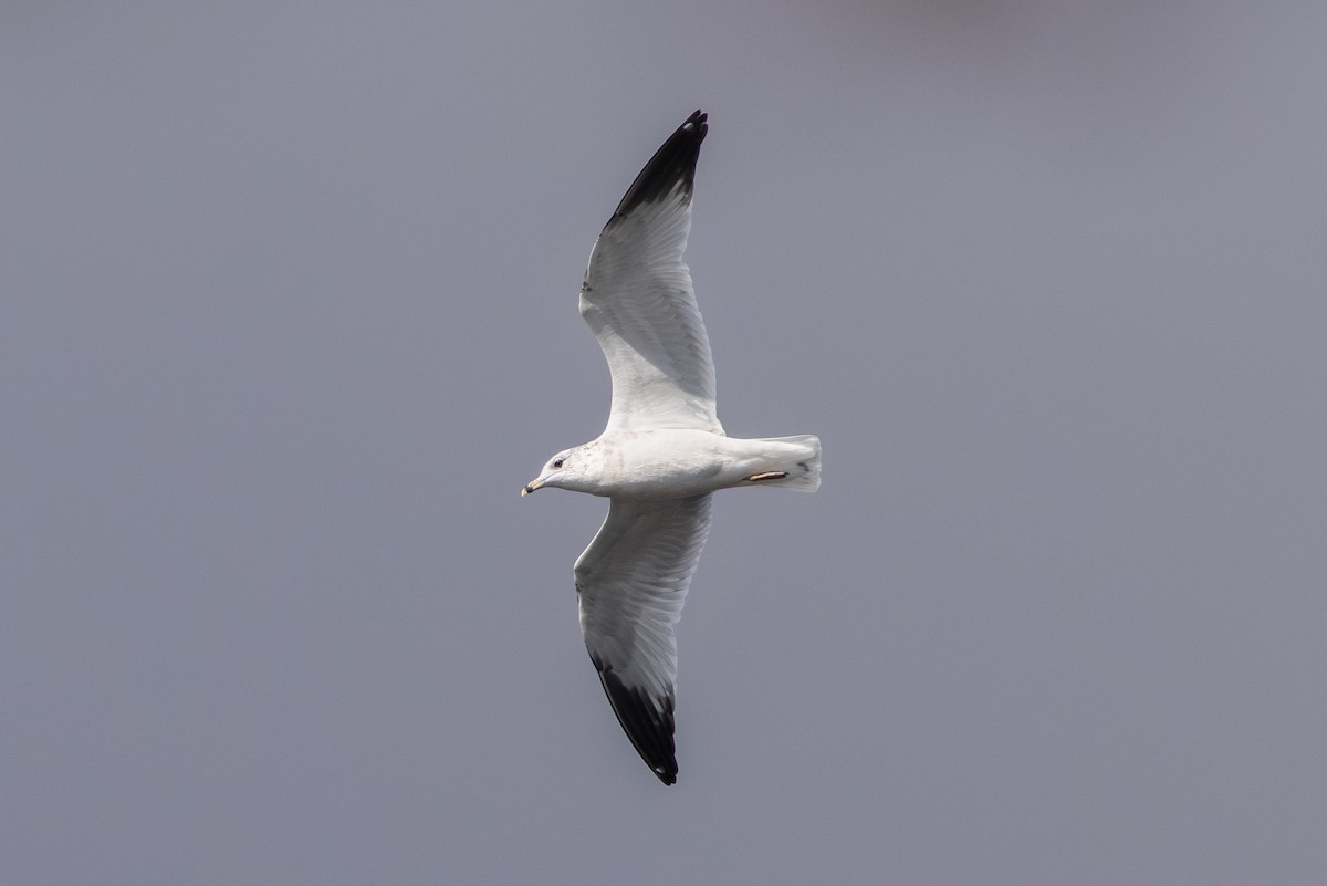 Ring-billed Gull - ML644117758