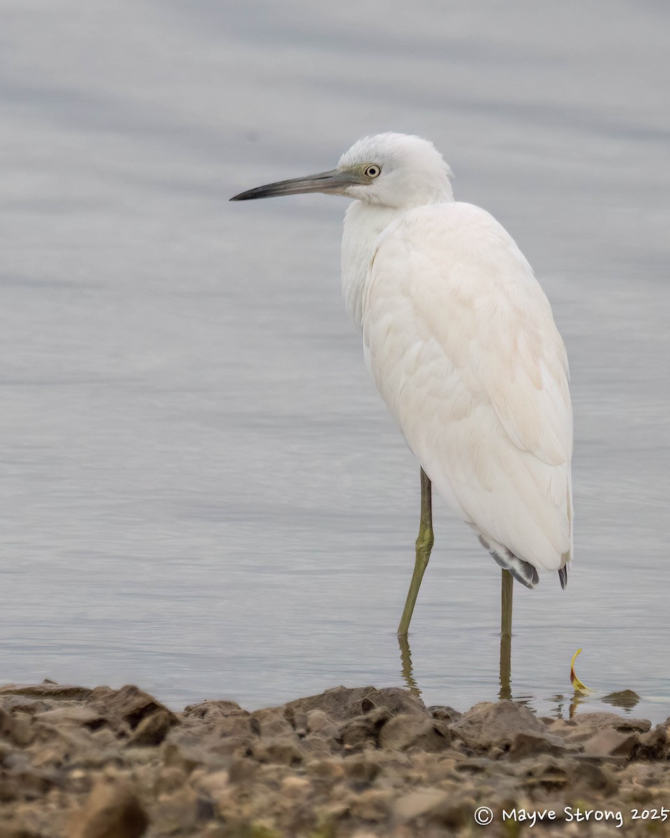 Little Blue Heron - ML644117759
