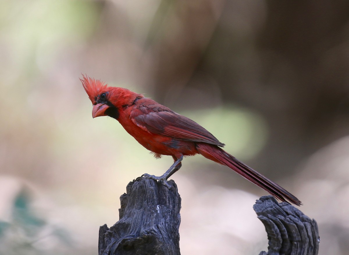 Northern Cardinal - ML644117760