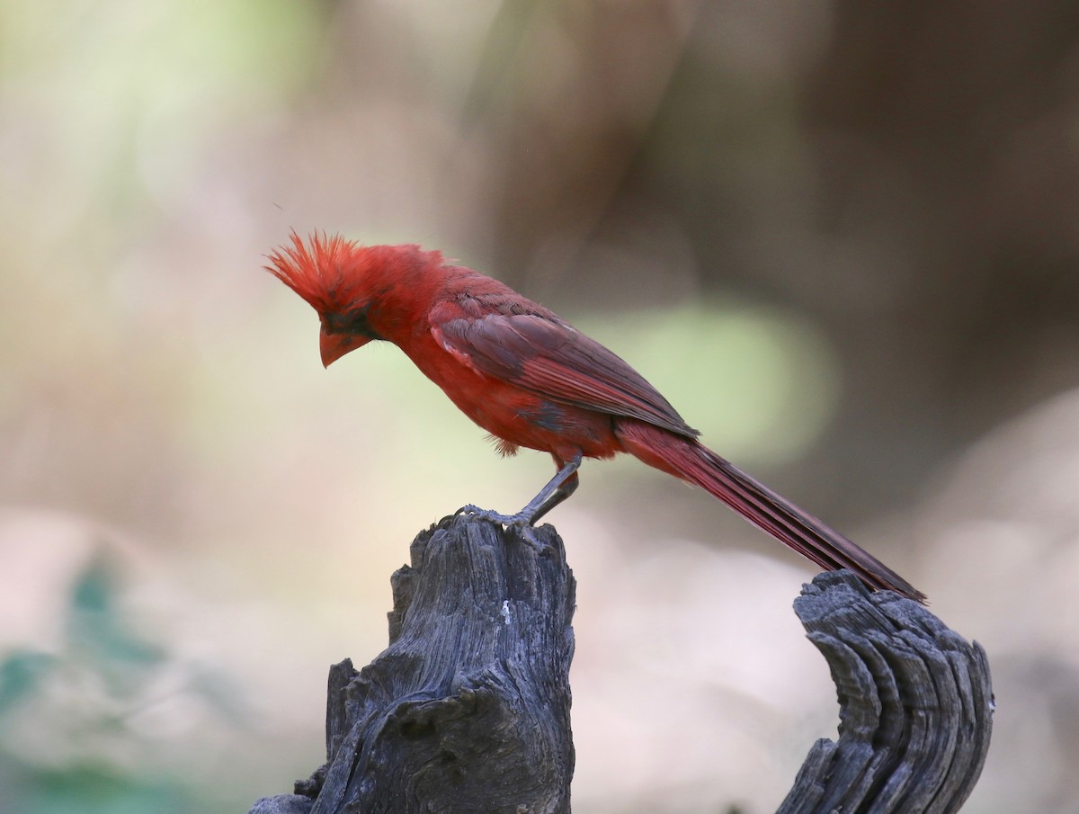 Northern Cardinal - ML644117761