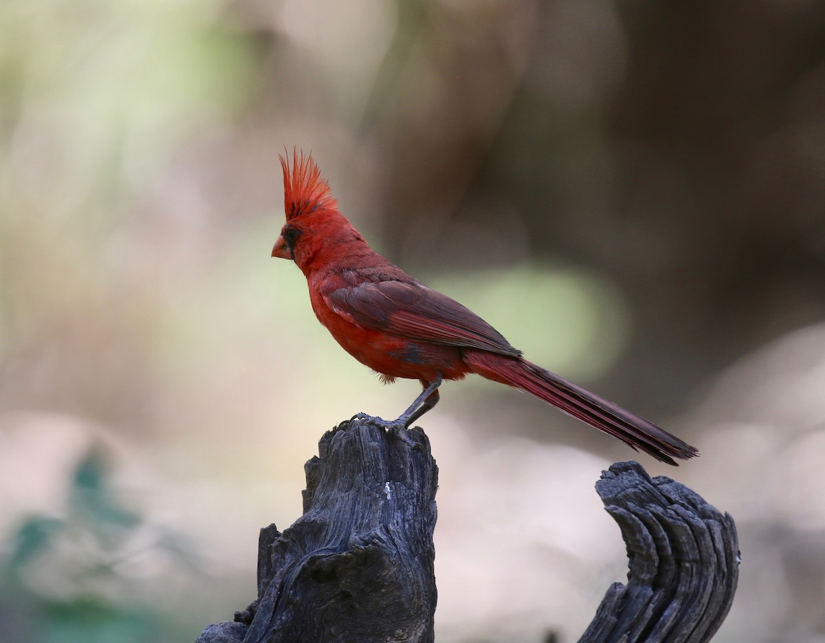 Northern Cardinal - ML644117762