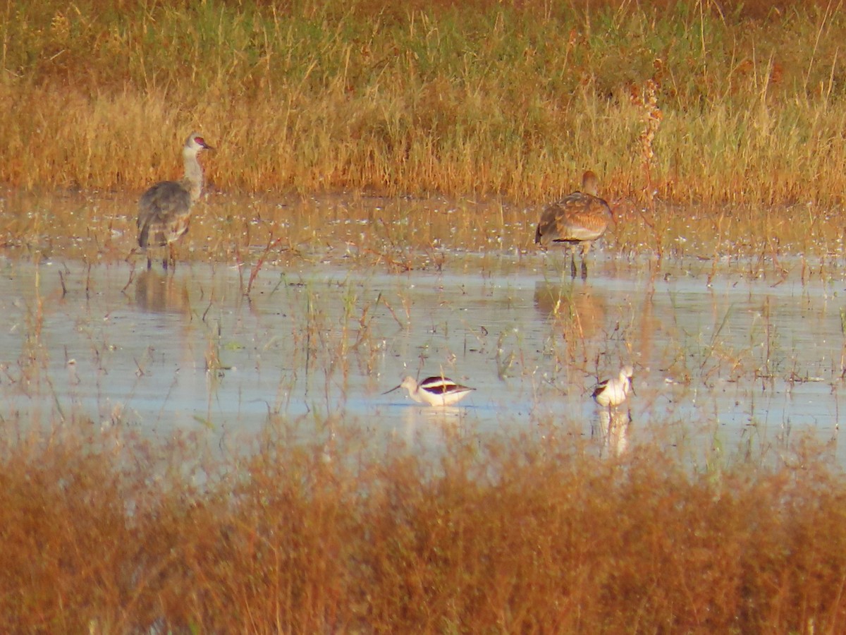 American Avocet - ML644117763