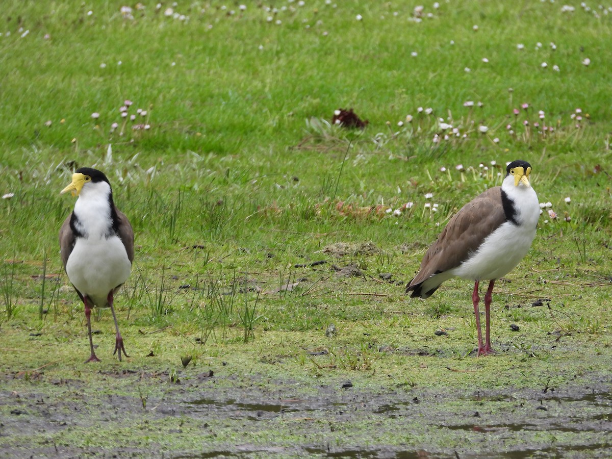 Masked Lapwing (Black-shouldered) - ML644117765