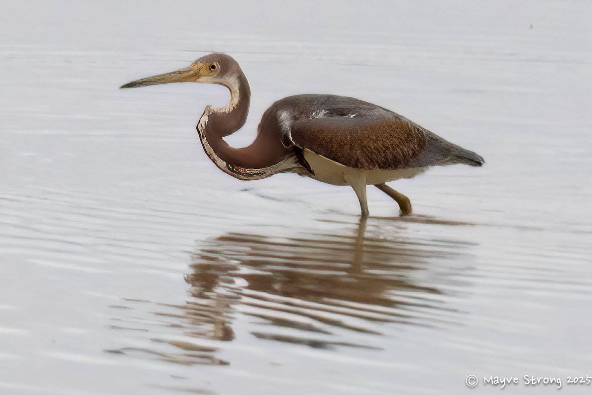 Tricolored Heron - ML644117775