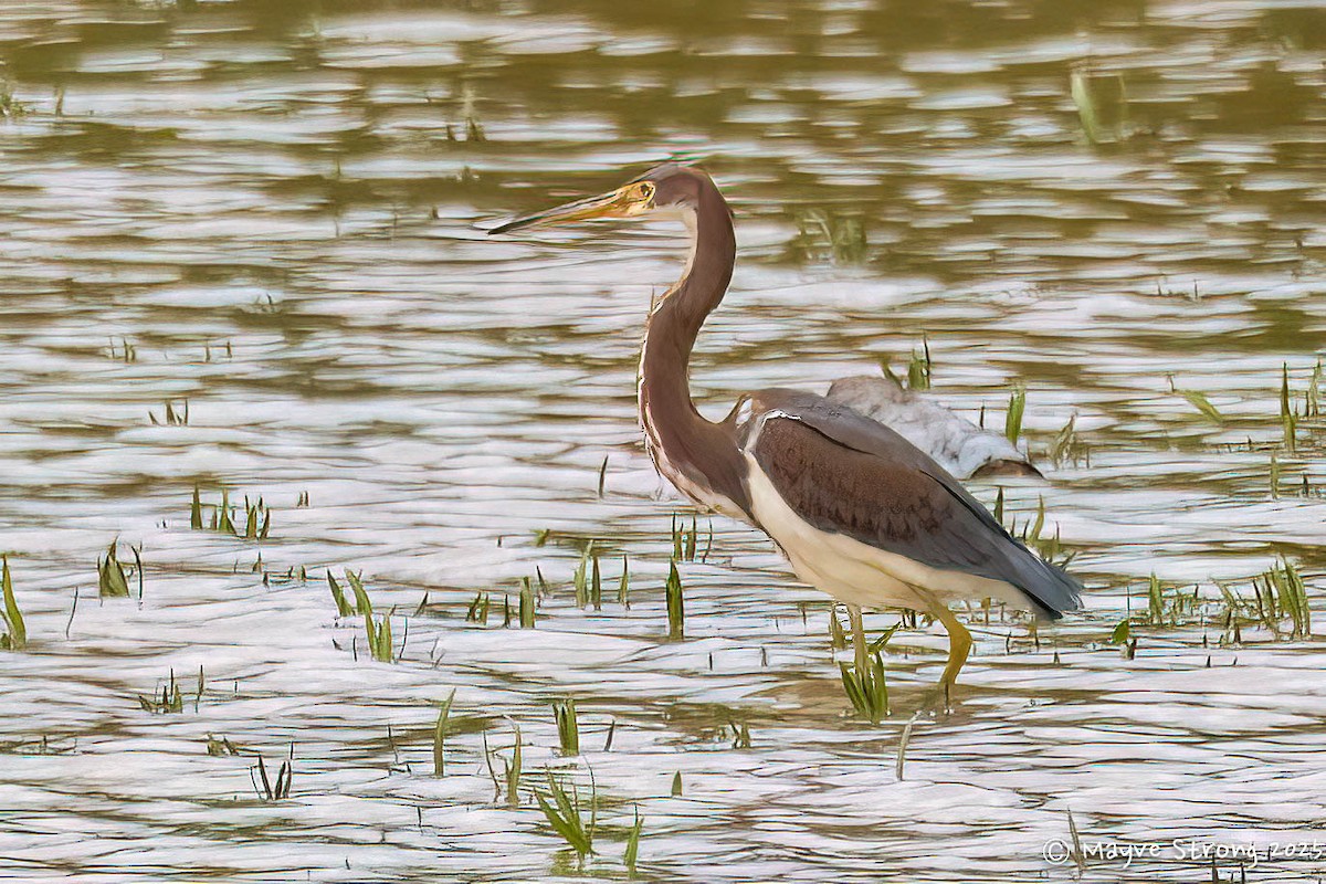 Tricolored Heron - ML644117776