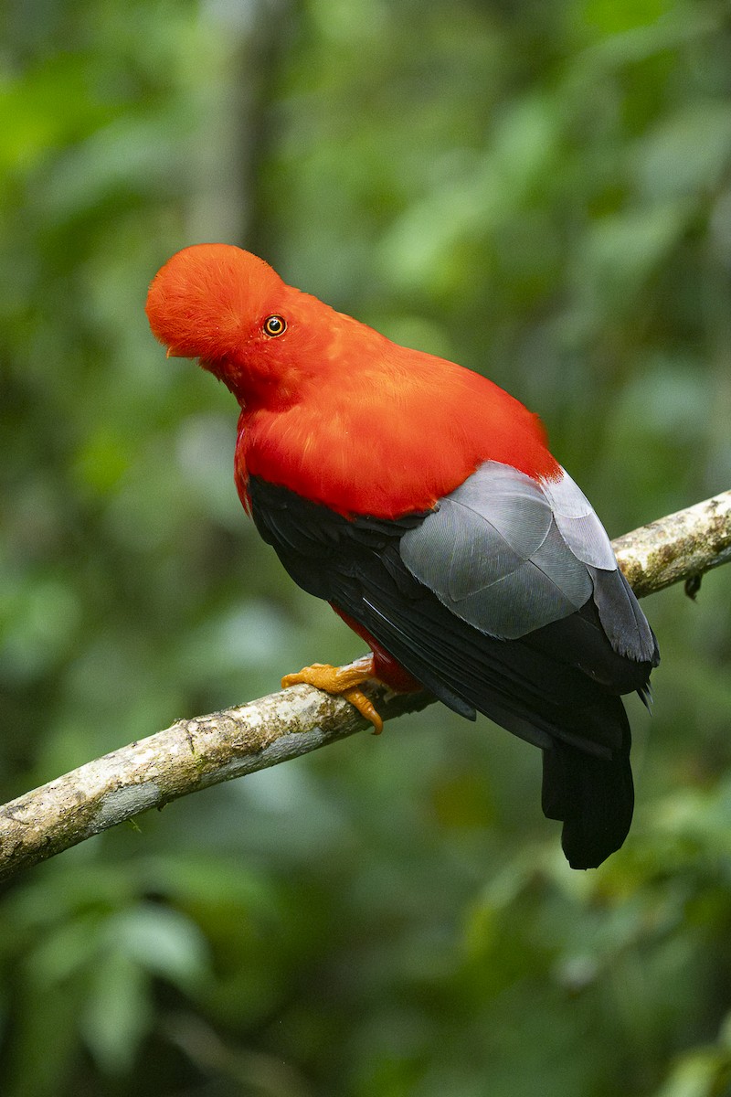 Andean Cock-of-the-rock - ML644117779