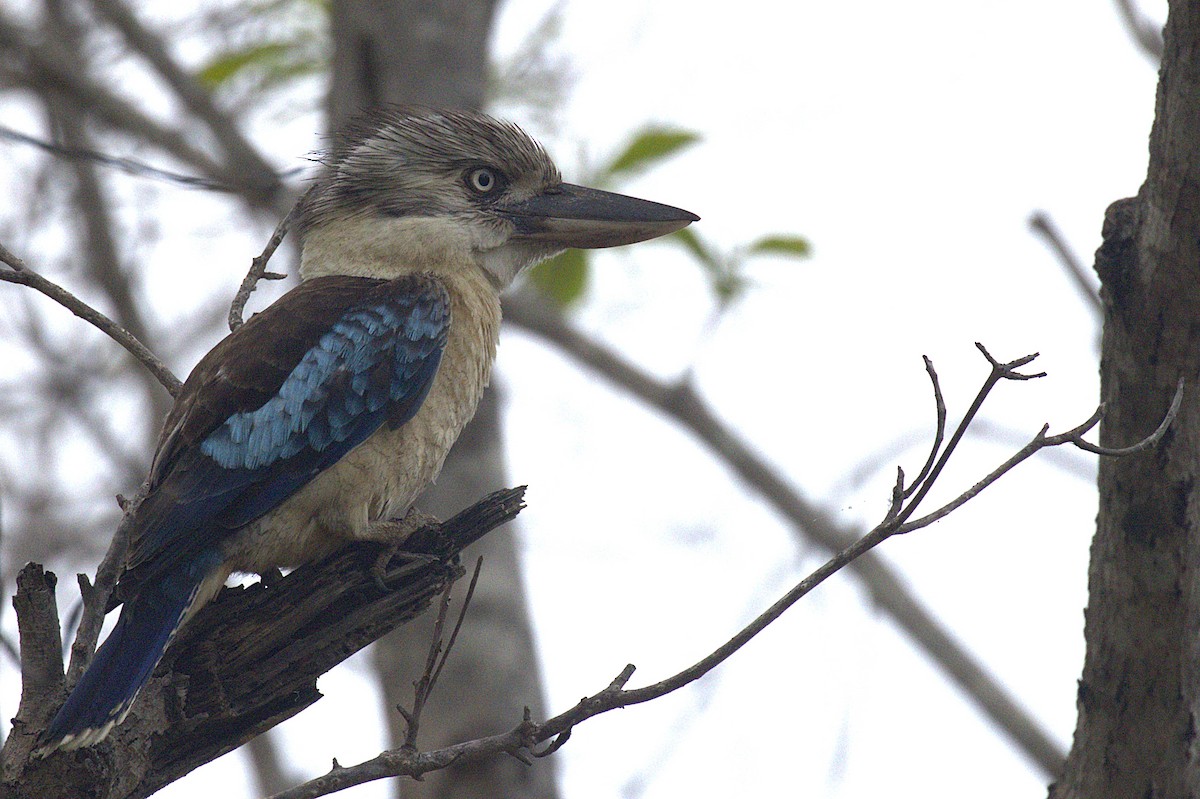 Blue-winged Kookaburra - ML644117789