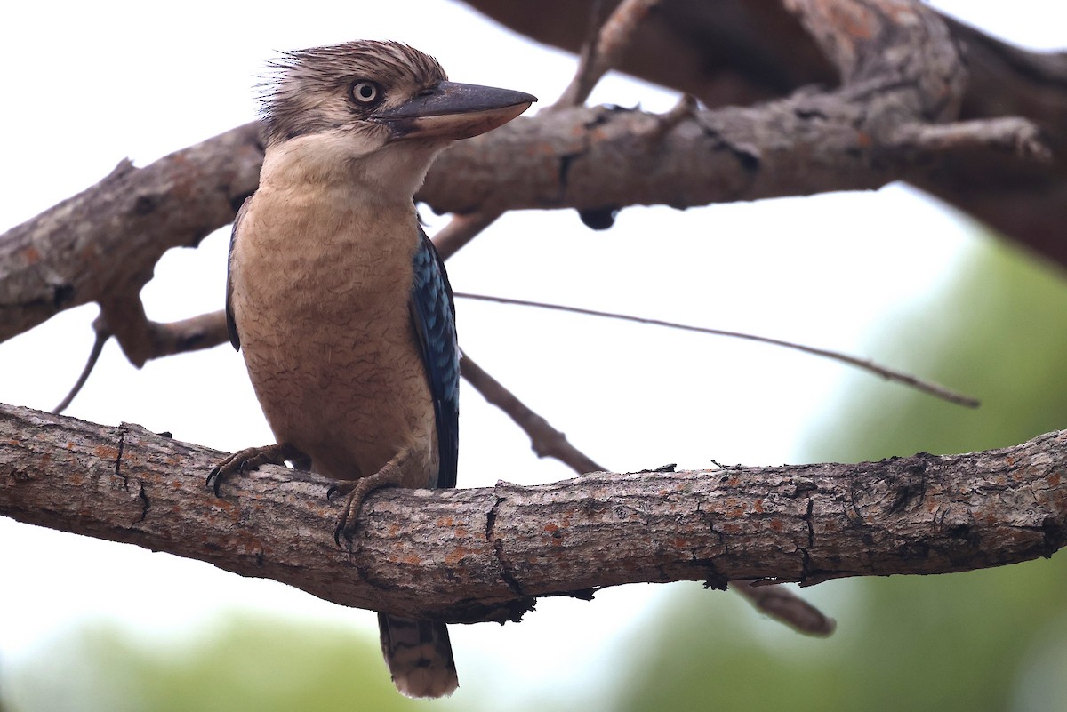 Blue-winged Kookaburra - ML644117790
