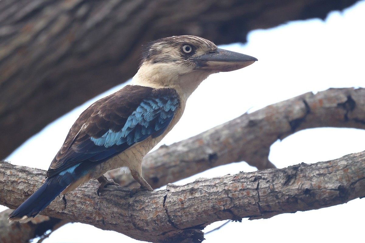 Blue-winged Kookaburra - ML644117791