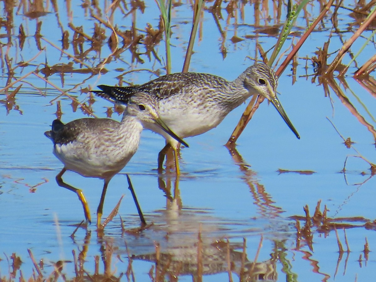 Greater Yellowlegs - ML644117792