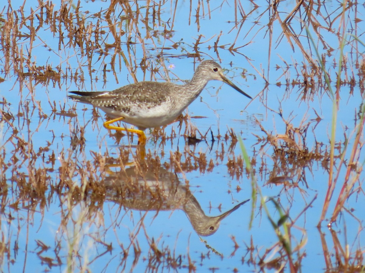 Greater Yellowlegs - ML644117793
