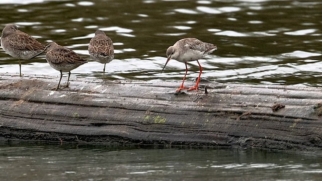Spotted Redshank - ML644117800