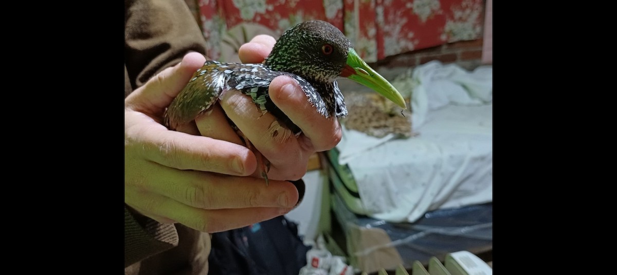 Spotted Rail - ML644117801